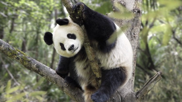 WWF Parallax film panda